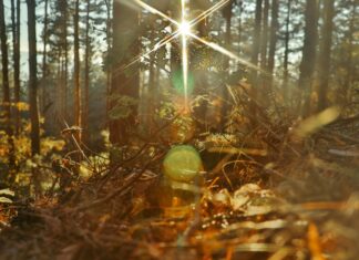 Drawing from Indigenous Wisdom: Centering Life in Society & Economy